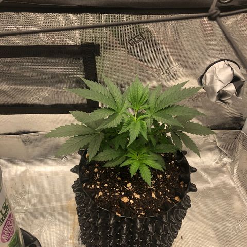 Girl Scout Cookies growlog timeline photo