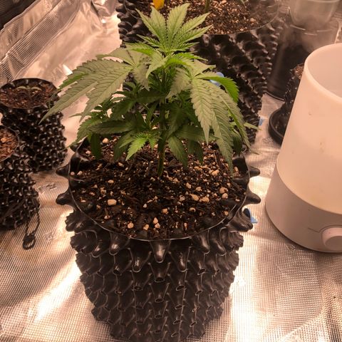 Girl Scout Cookies growlog timeline photo