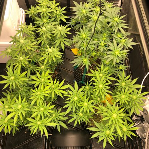 Girl Scout Cookies growlog photo: Flower week 4 been a while and a huge learning curve 