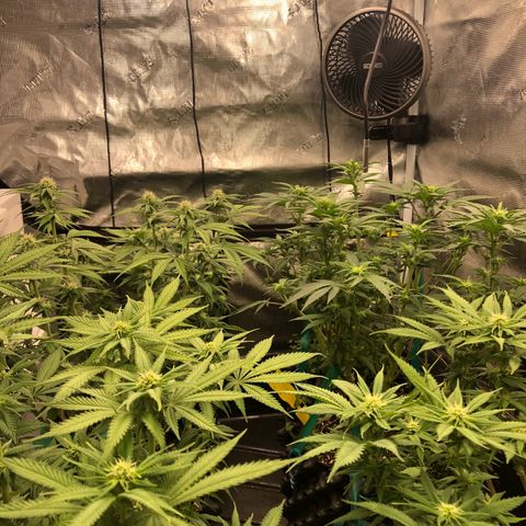 Girl Scout Cookies growlog photo: Flower week 4 been a while and a huge learning curve 