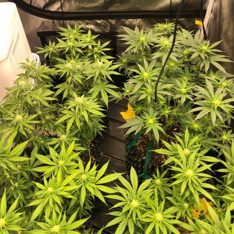 Girl Scout Cookies growlog photo: Flower week 4 been a while and a huge learning curve 