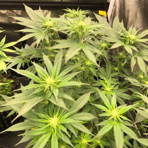 Girl Scout Cookies growlog photo: Week 4 day 1 
