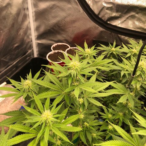Girl Scout Cookies growlog photo: Week 4 day 1 