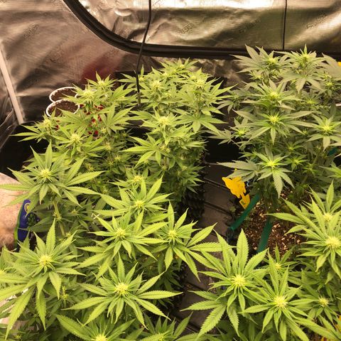 Girl Scout Cookies growlog photo: Week 4 day 1 