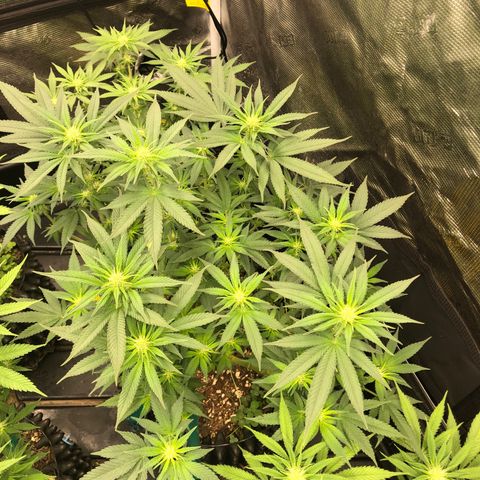 Girl Scout Cookies growlog photo: Week 4 day 1 