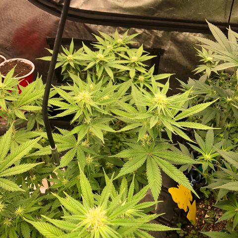 Girl Scout Cookies growlog photo: Week 4 day 1 