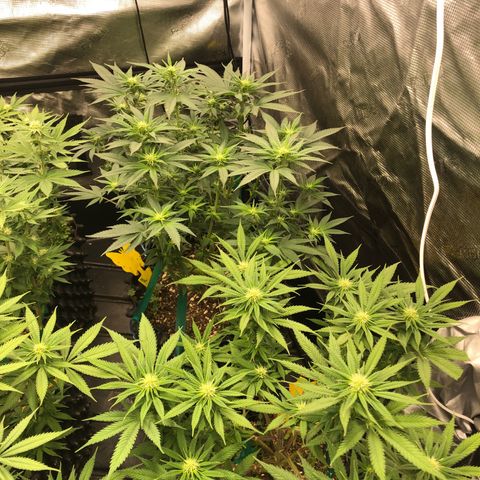 Girl Scout Cookies growlog photo: Week 4 day 1 