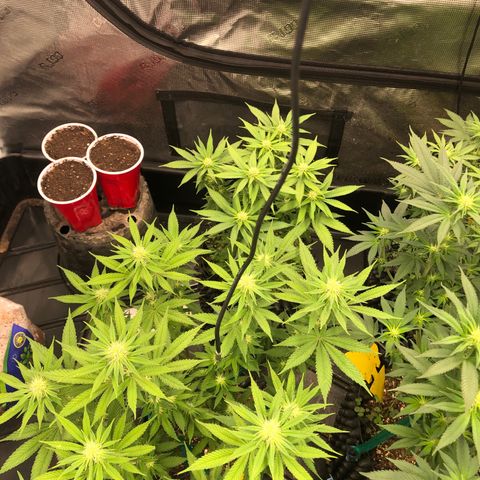 Girl Scout Cookies growlog photo: Week 4 day 1 