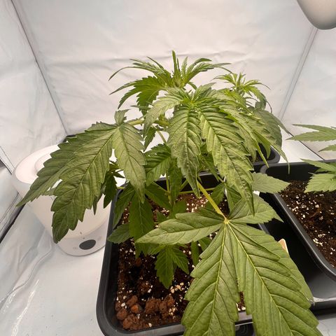 Blue Cheese  growlog photo: Durstig 🫠?