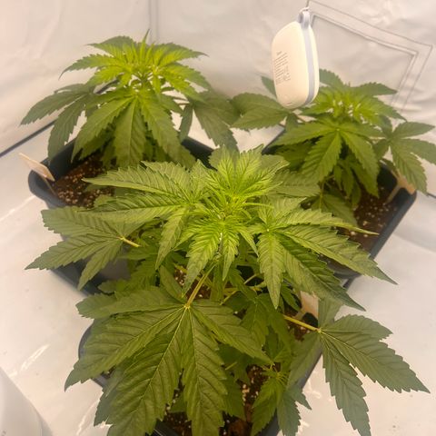 Blue Cheese  growlog timeline photo