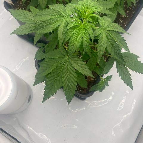 Blue Cheese  growlog timeline photo