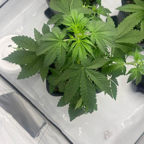 Blue Cheese  growlog timeline photo