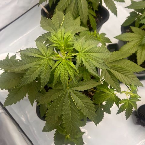 Blue Cheese  growlog timeline photo