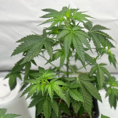 Blue Cheese  growlog photo: Die Blüten Ansätze leicht frei gebogen.