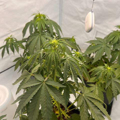 Blue Cheese  growlog photo: Vor dem gießen! 
