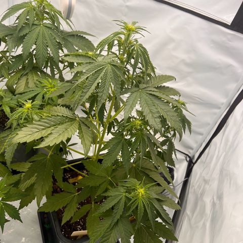 Blue Cheese  growlog photo: Nach dem Gießen 1 tag