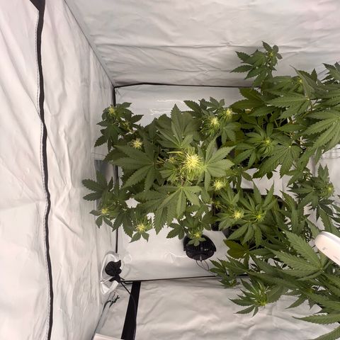 Blue Cheese  growlog timeline photo