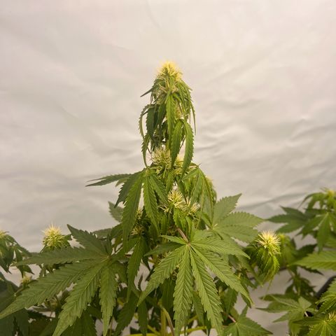 Blue Cheese  growlog timeline photo