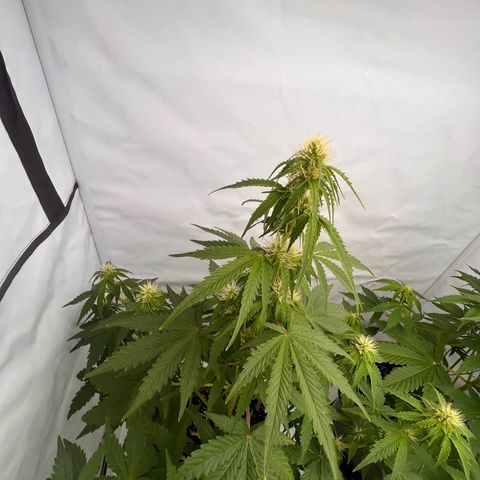Blue Cheese  growlog timeline photo