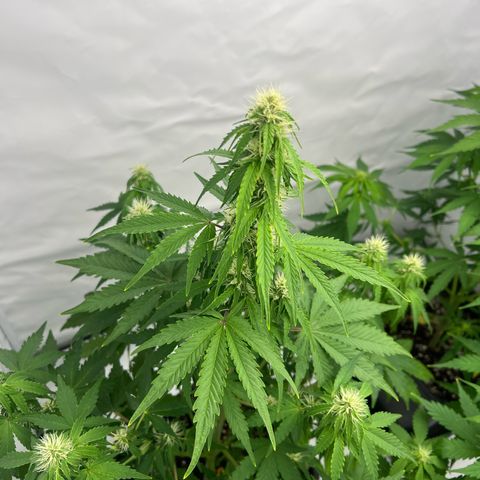 Blue Cheese  growlog timeline photo