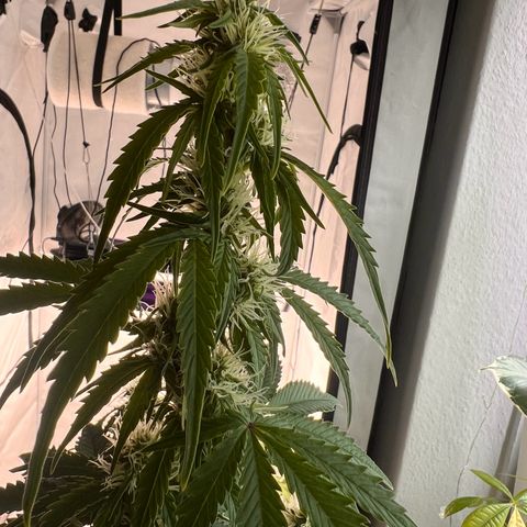 Blue Cheese  growlog timeline photo