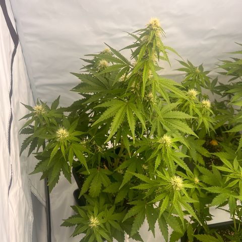 Blue Cheese  growlog timeline photo