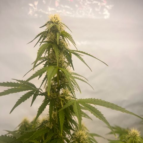 Blue Cheese  growlog timeline photo