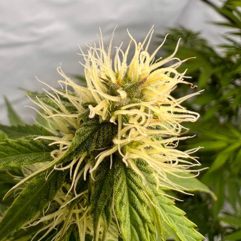 Blue Cheese  growlog photo: Nun sind überschreitend der Blüte trichom Bildung Gut sichtbar 