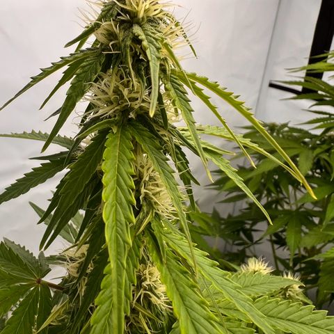 Blue Cheese  growlog photo: Nun sind überschreitend der Blüte trichom Bildung Gut sichtbar 
