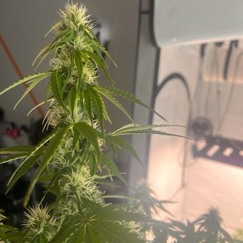 Blue Cheese  growlog timeline photo
