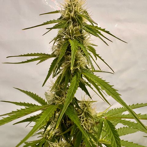 Blue Cheese  growlog timeline photo