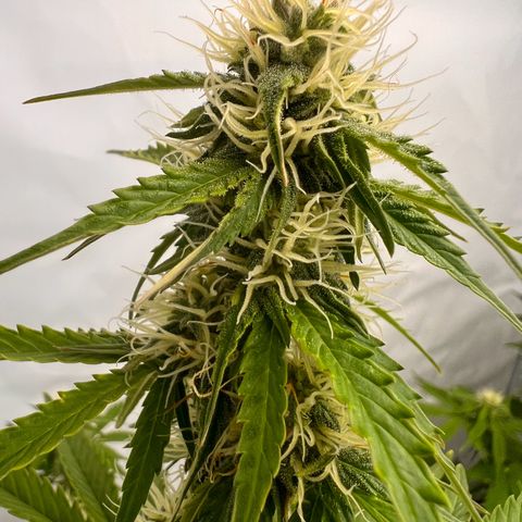 Blue Cheese  growlog timeline photo