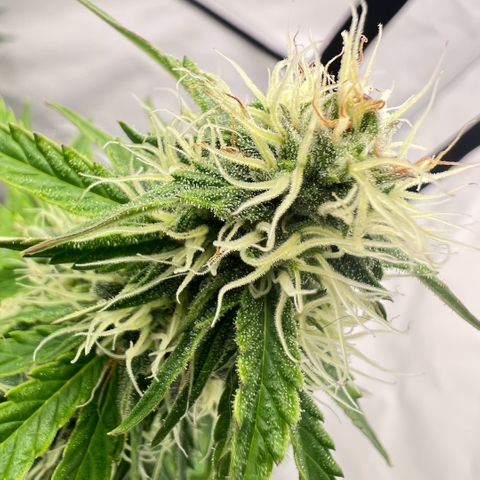 Blue Cheese  growlog timeline photo