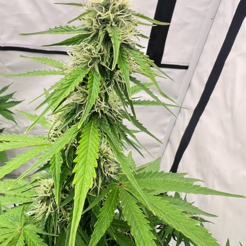 Blue Cheese  growlog timeline photo