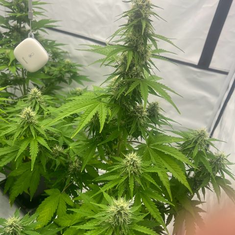 Blue Cheese  growlog timeline photo