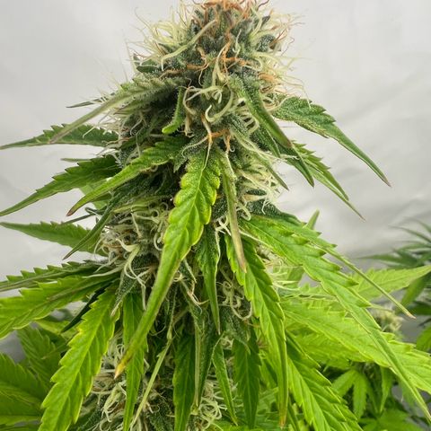 Blue Cheese  growlog timeline photo