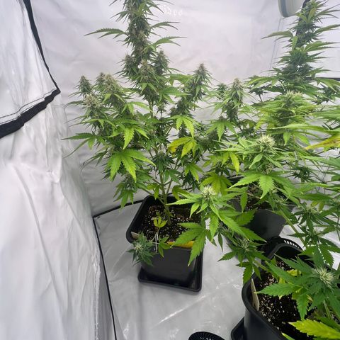 Blue Cheese  growlog timeline photo