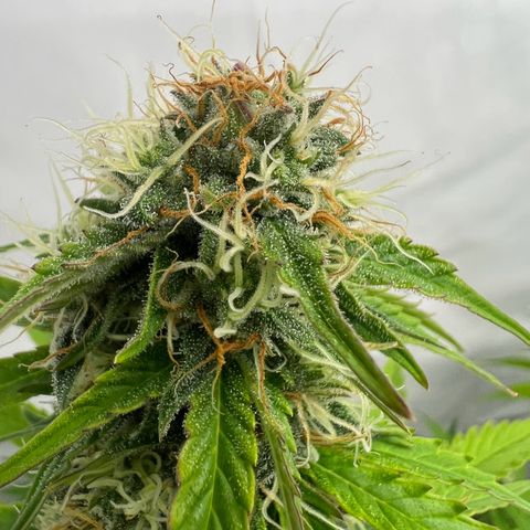 Blue Cheese  growlog timeline photo
