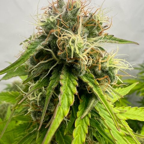 Blue Cheese  growlog timeline photo