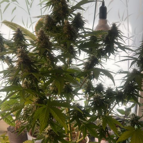 Blue Cheese  growlog timeline photo