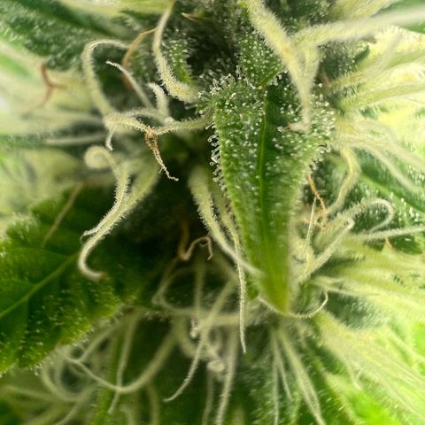Blue Cheese  growlog photo: Denke in spätestens 2 Wochen ist es soweit, daher ist die letzte Düngung heute geplant um danach nur noch ph angepasst zu spühlen.