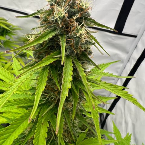 Blue Cheese  growlog timeline photo