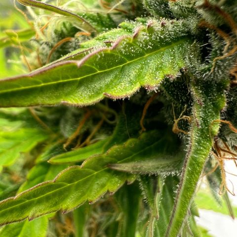 Blue Cheese  growlog timeline photo