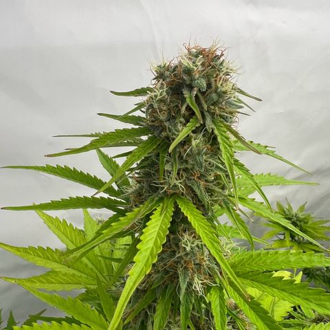 Blue Cheese  growlog timeline photo