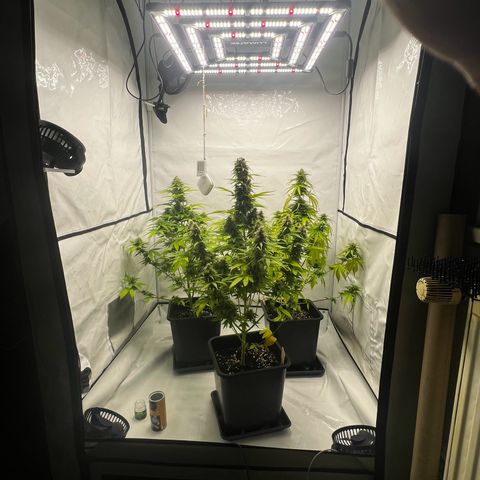 Blue Cheese  growlog timeline photo