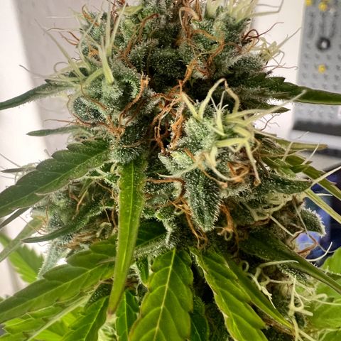 Blue Cheese  growlog timeline photo