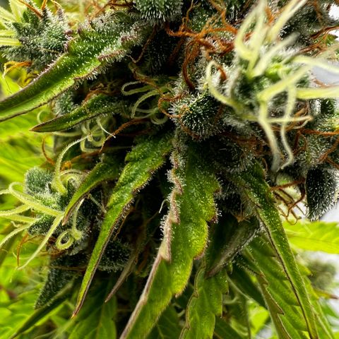 Blue Cheese  growlog timeline photo