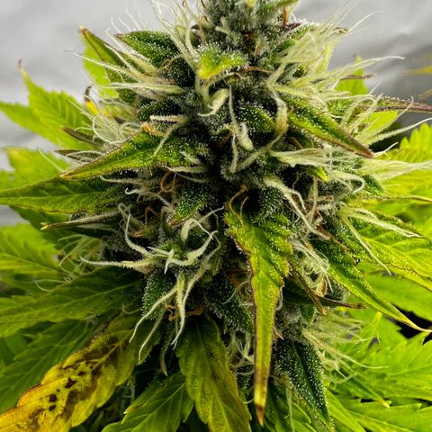 Blue Cheese  growlog timeline photo