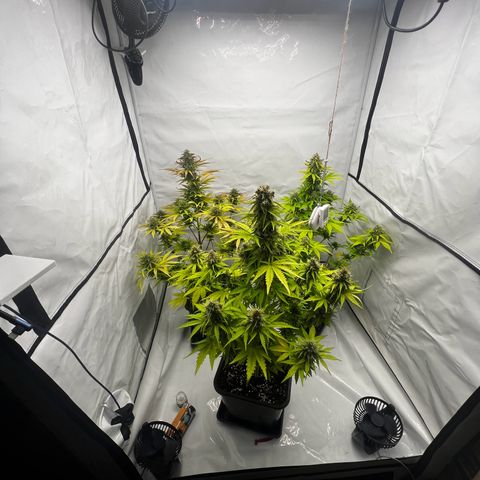 Blue Cheese  growlog timeline photo