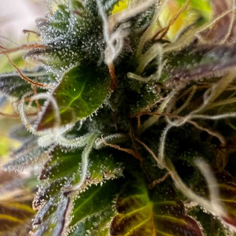 Blue Cheese  growlog timeline photo